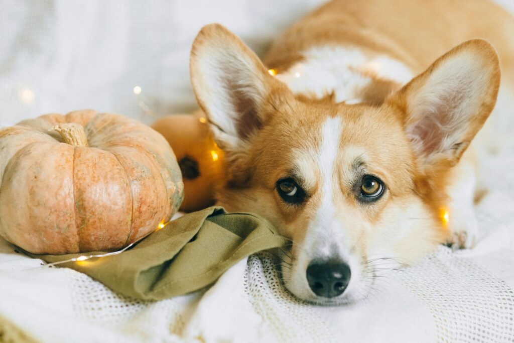 Puppy for Their First Holiday