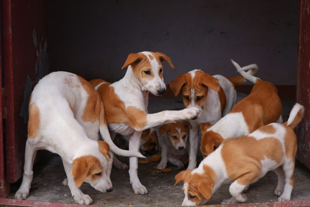 Best Indoor Exercises for High-Energy Puppies