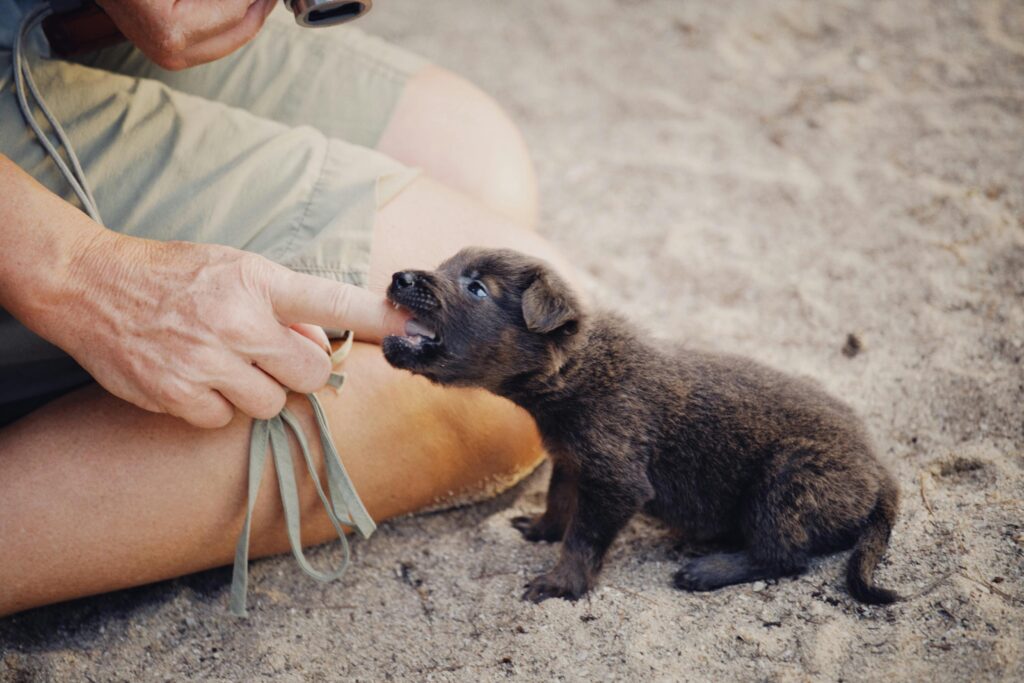 Helping Your Puppy Through Teething