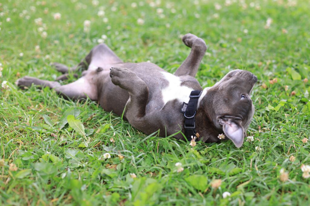 Understanding Puppy Behavior