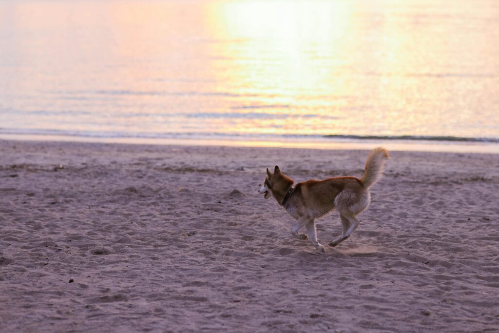 Fun Water Activities for Puppies