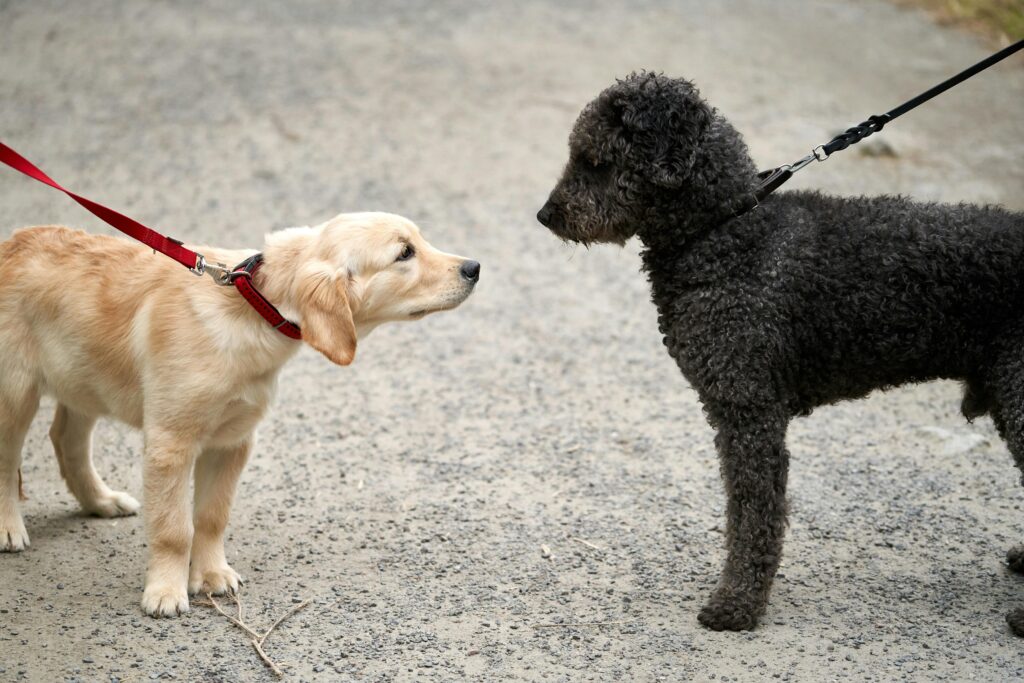 Puppy Socialization Spots in Plano