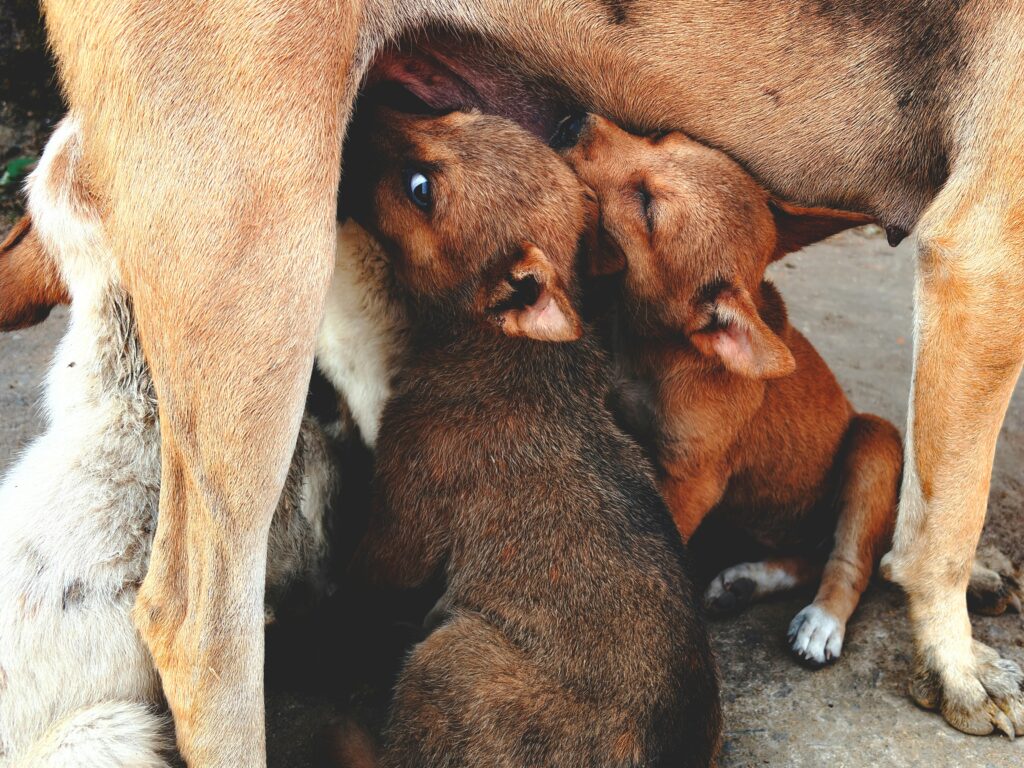 Superfoods for Puppies