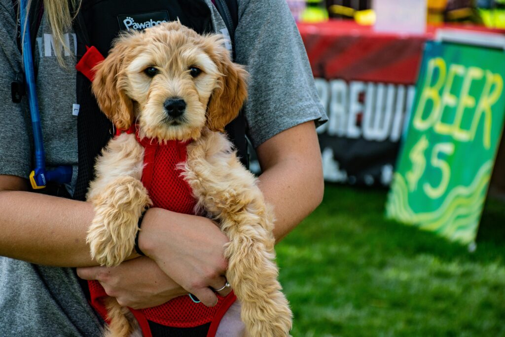 Puppy-Friendly Events in Texas