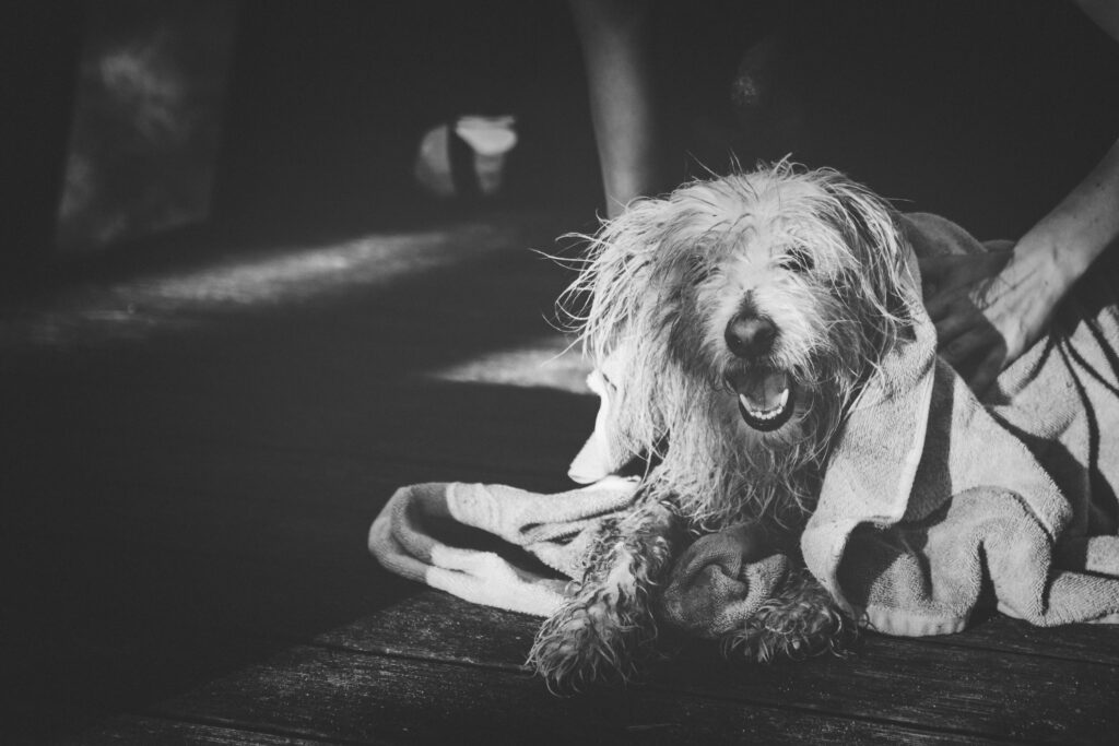 Bathing Your Puppy