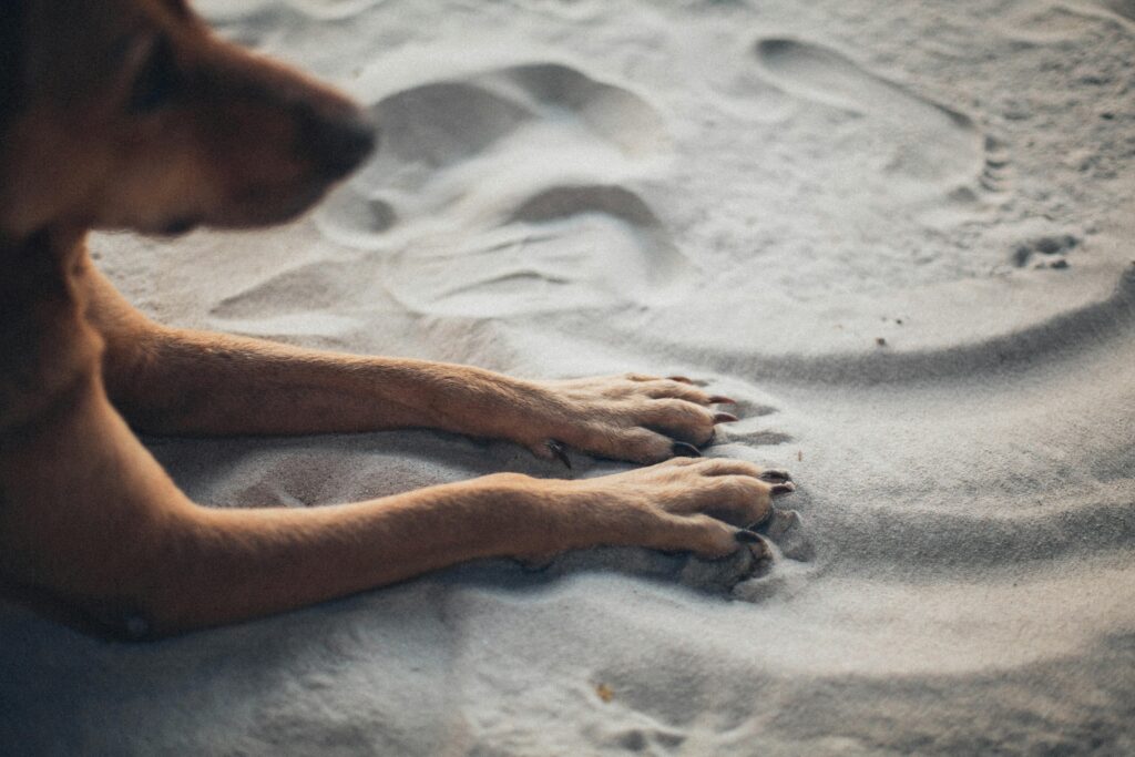 Beach Days with Your Puppy