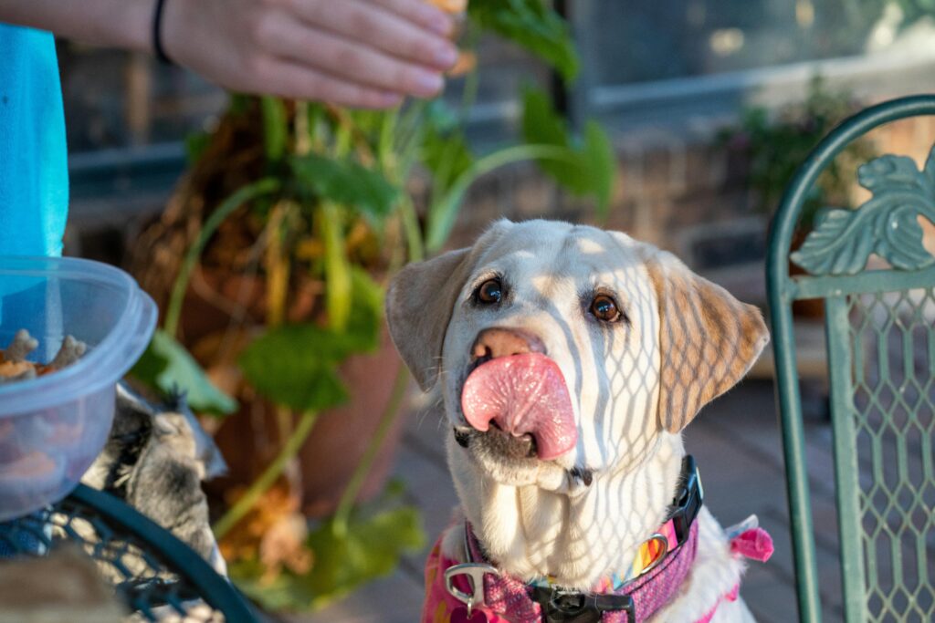 Best Puppy Treats for Training