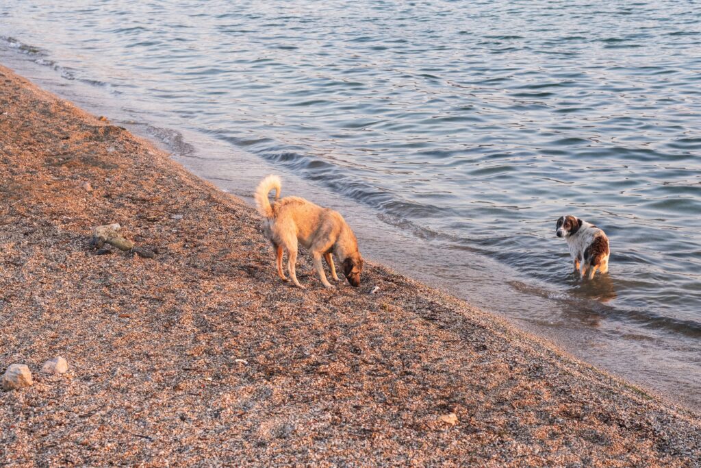 Water Needs for Puppies