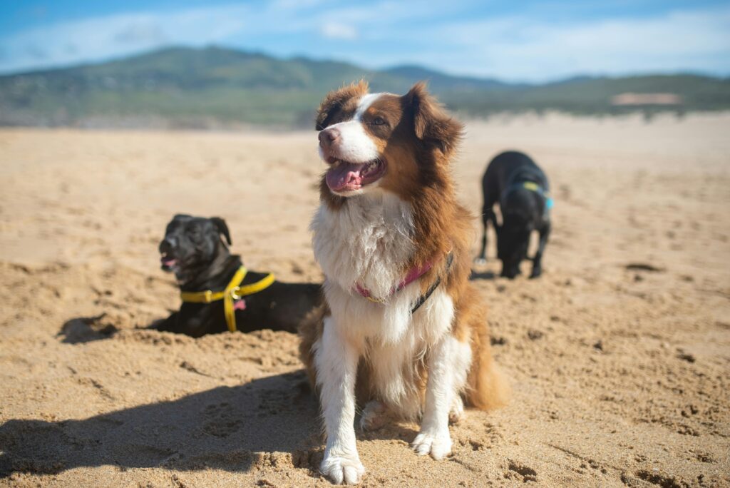 Brain Boosting Activities for Puppies