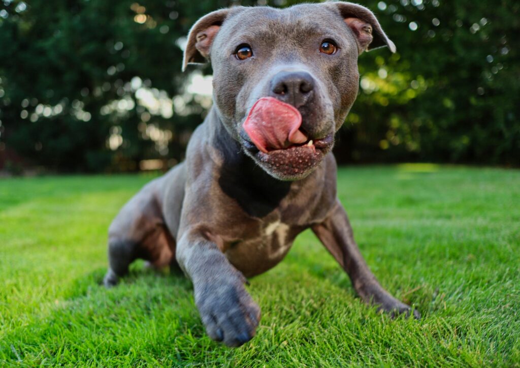 Off-Leash Dog Parks in Amarillo
