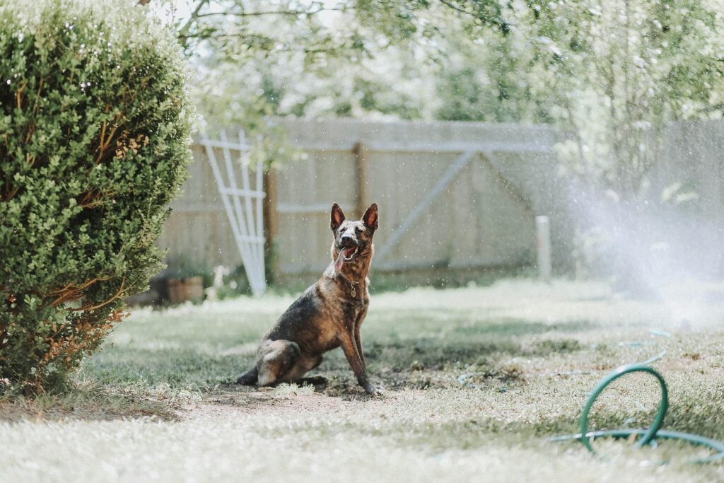 Best Pet Stores in Texas