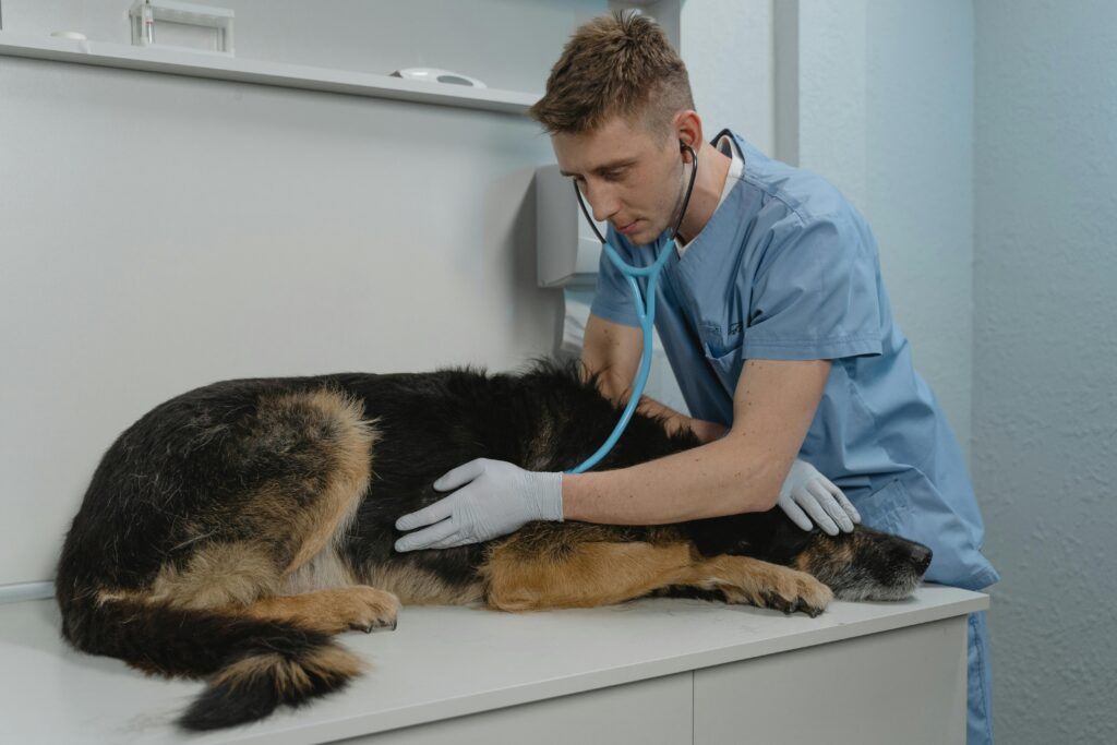 Choose the Right Veterinarian for Your Puppy