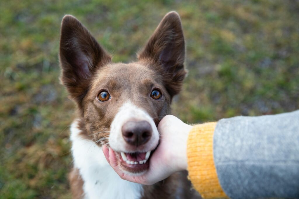 Best Puppy Training Classes in Round Rock