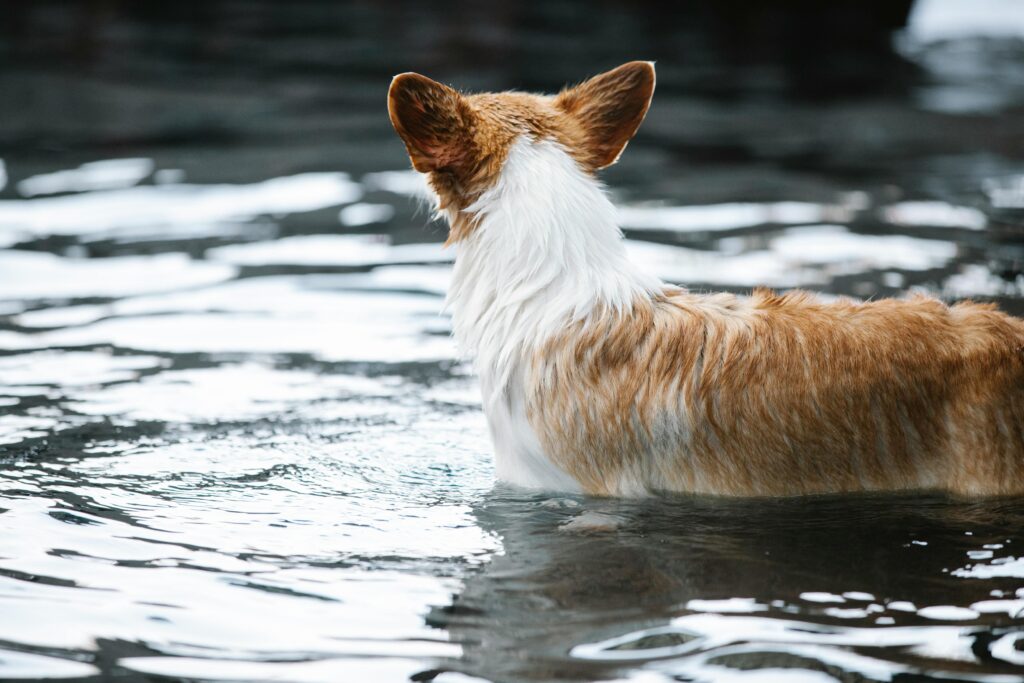 How Often Should I Bathe My Puppy