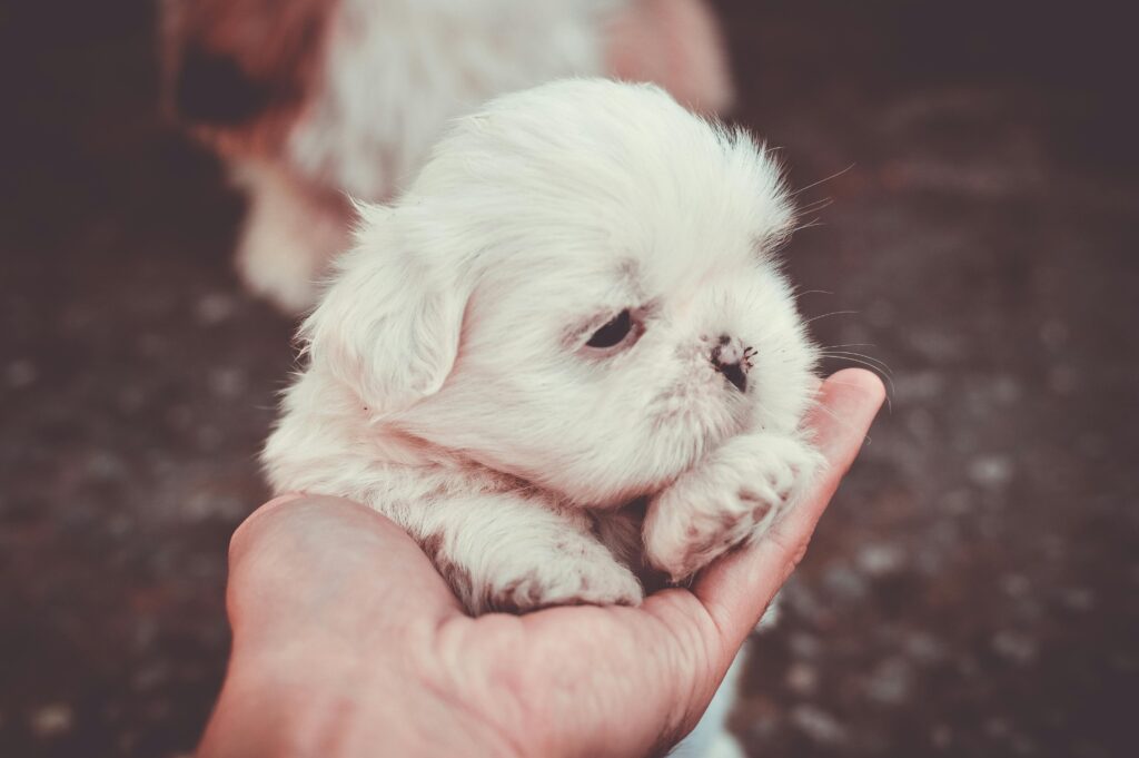 Your Puppy First Grooming Appointment