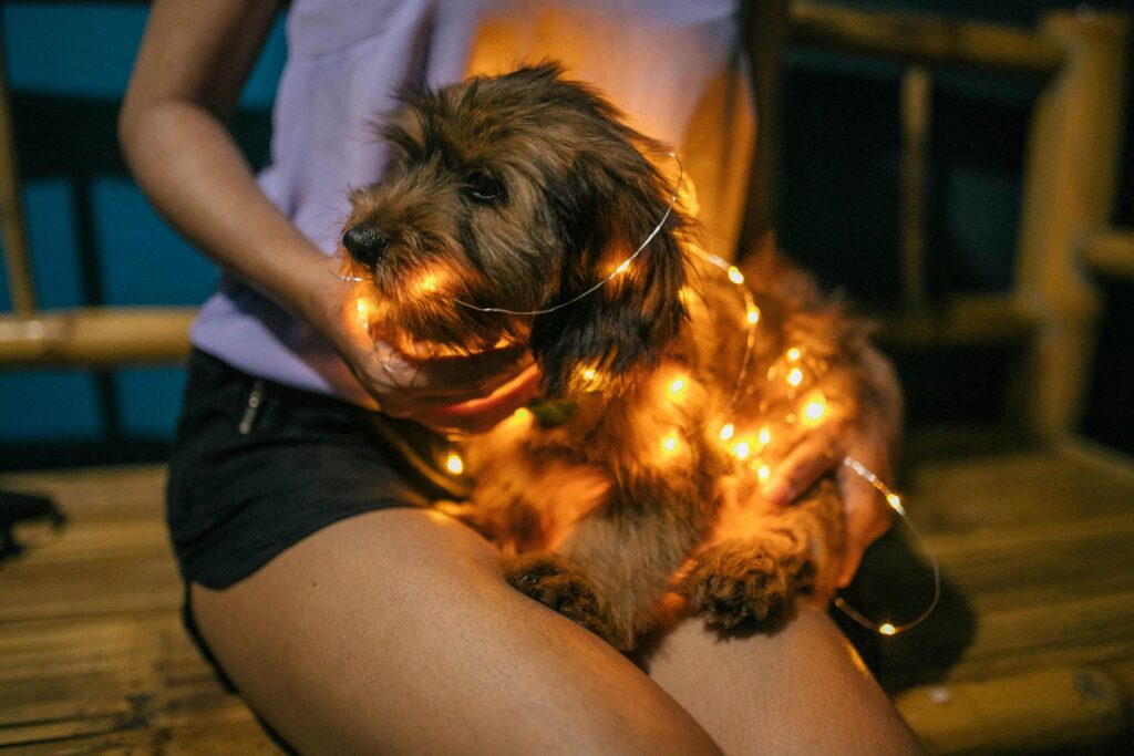 Why Does Puppy Cry at Night