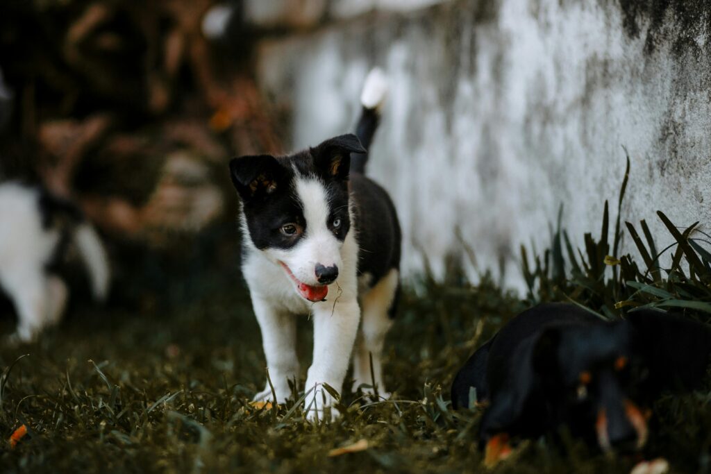 Understanding Puppy Growth Stages