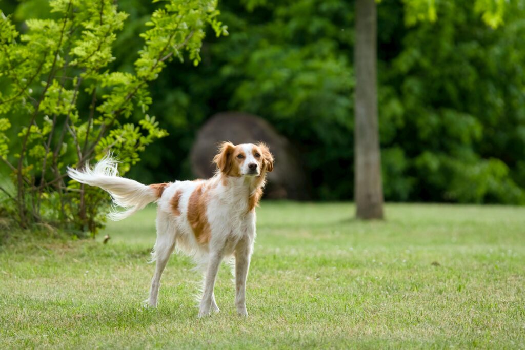 Spring Checklist for Puppy Parents