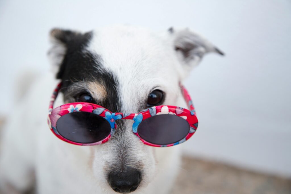 Keep Your Puppy Cool in Summer