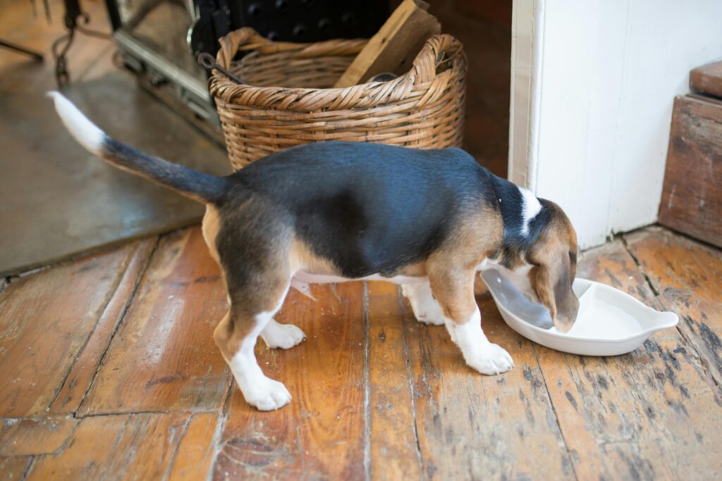 Is My Puppy Eating Enough