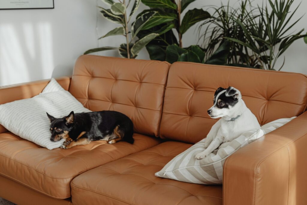 Safe Indoor Plants for Homes with Puppies