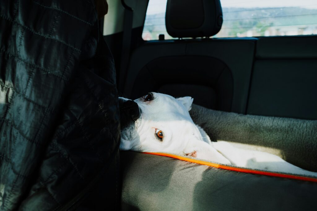 Road Tripping in Texas with Your Puppy