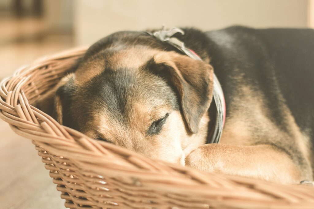 How Much Sleep Do Puppies Need