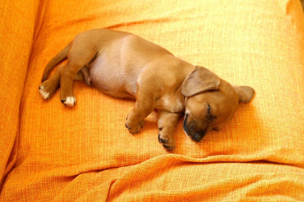 How to Stop Your Puppy From Chewing Furniture