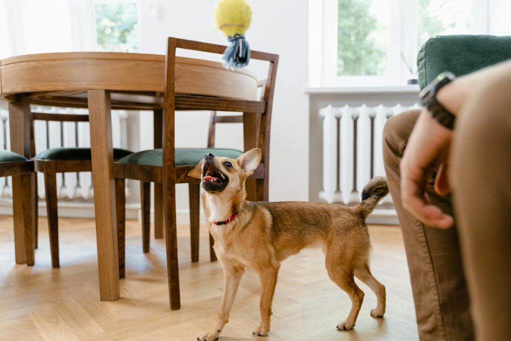 Best Dog-Friendly Furniture for Homes with Puppies