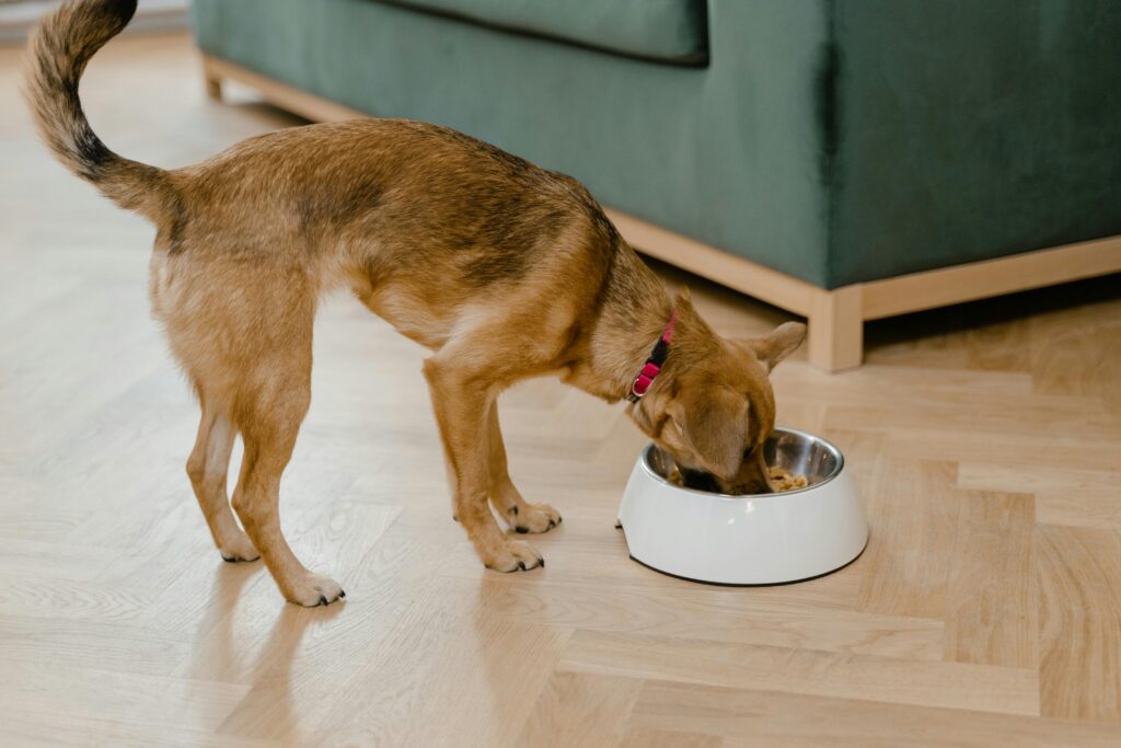 Best Puppy Food Brands