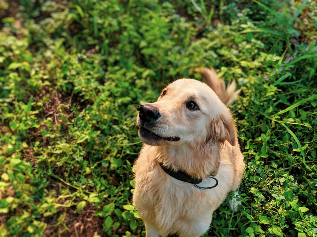 Puppy Safe Plants