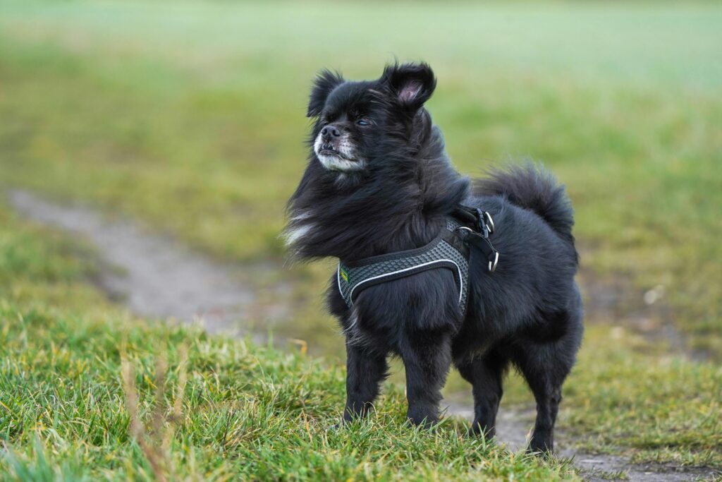 How to Build Your Puppy Confidence Around Strangers