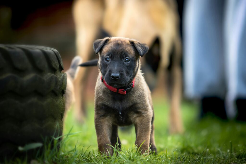 What Age Should Puppies Start Training