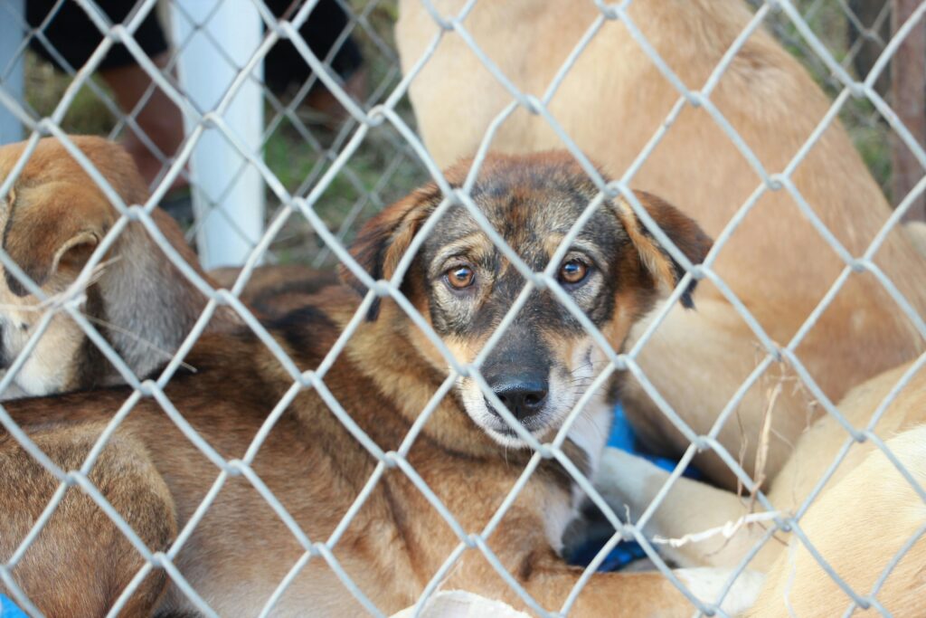 Puppy Parasite Protection