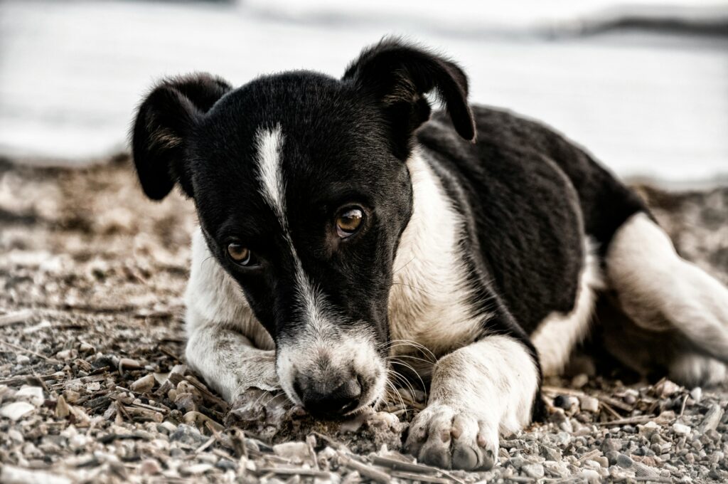 Does My Puppy Get Lonely