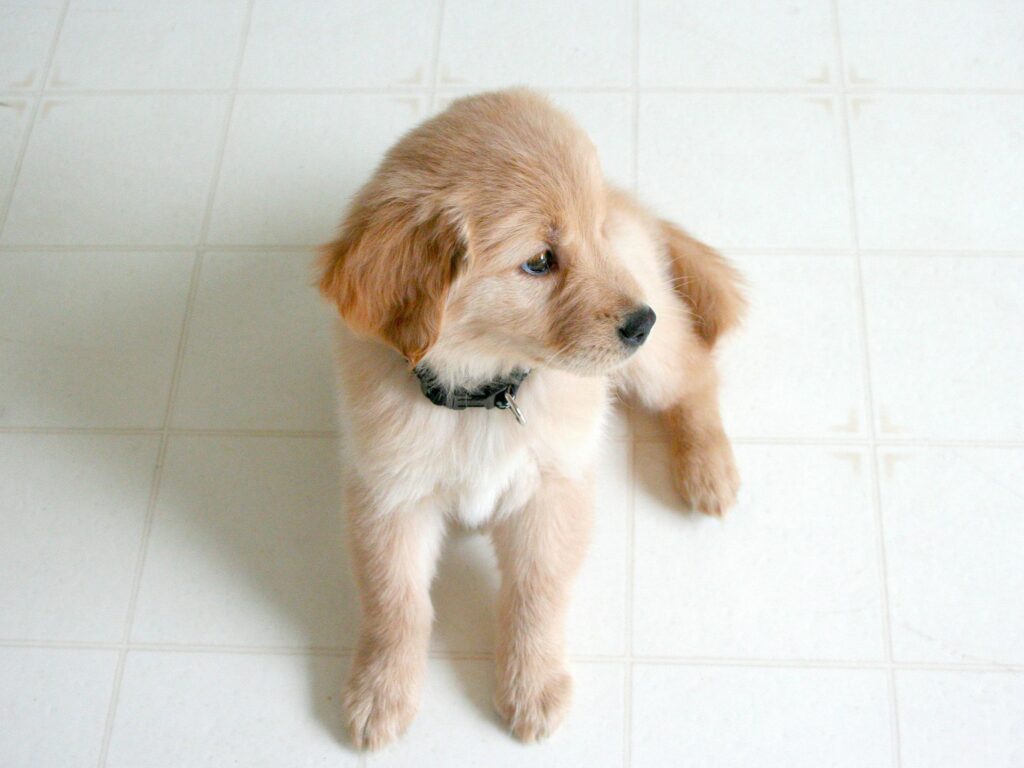How to Keep Your House Clean with a Puppy