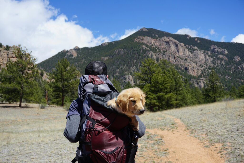 How to Travel with a Puppy