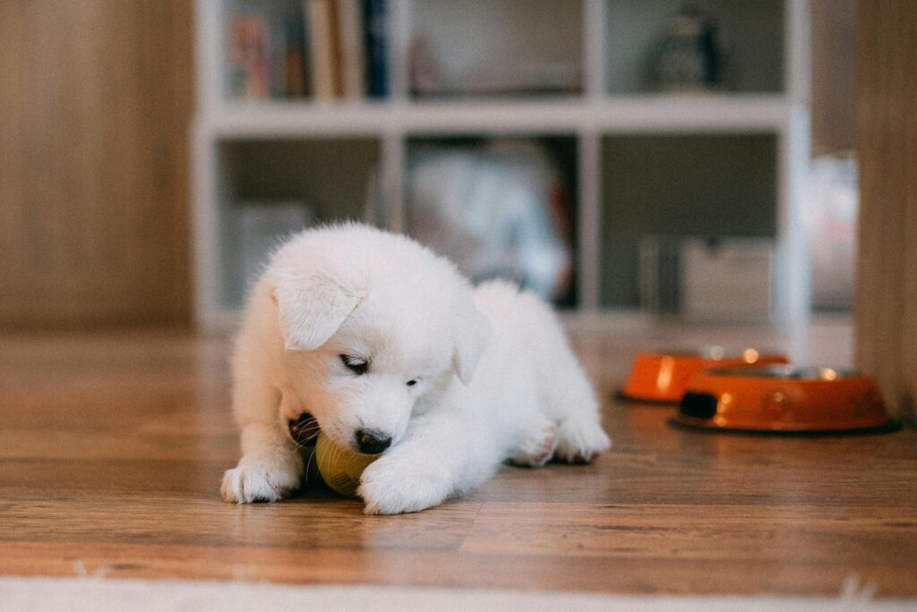 Why Is My Puppy Biting Everything