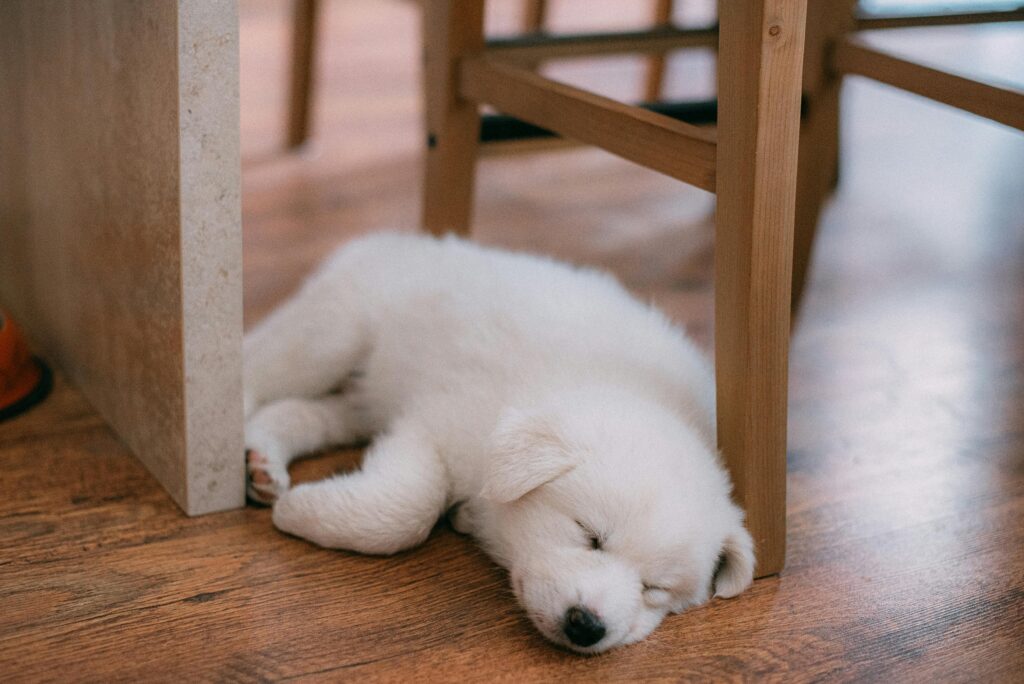Is It Safe to Use Floor Cleaners Around Puppies?