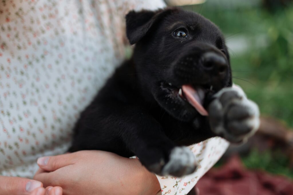 Puppy Teething Troubles