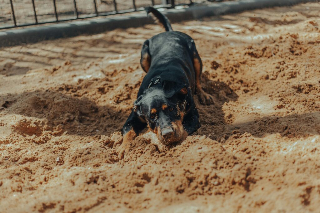 Choosing the Right Puppy Breed for Hot Texas Weather