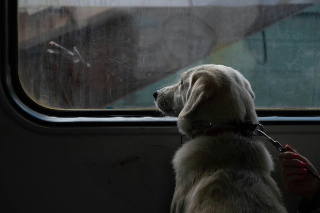 What to Pack When Traveling With Your Puppy in Texas