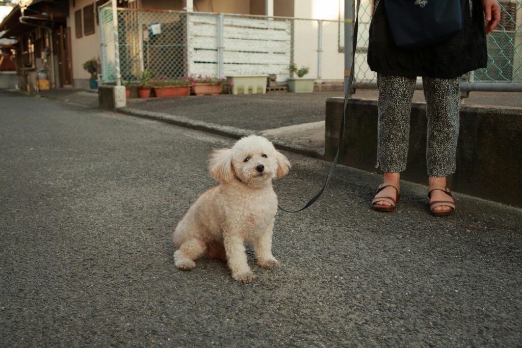 How to Teach Your Puppy to Walk on a Leash