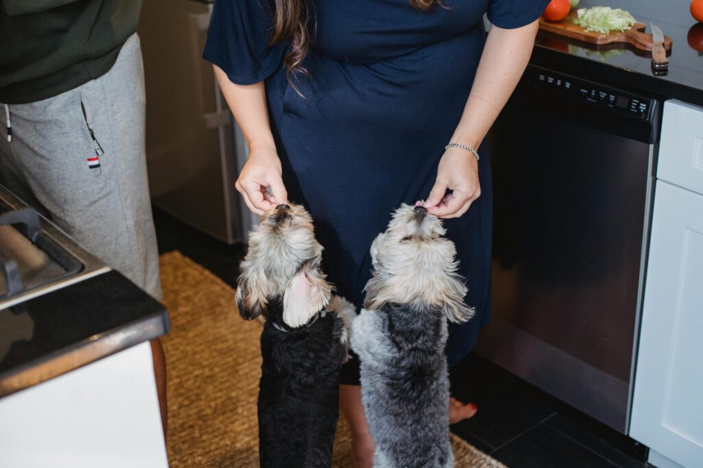 How to Potty Train a Puppy in an Apartment Without Stress