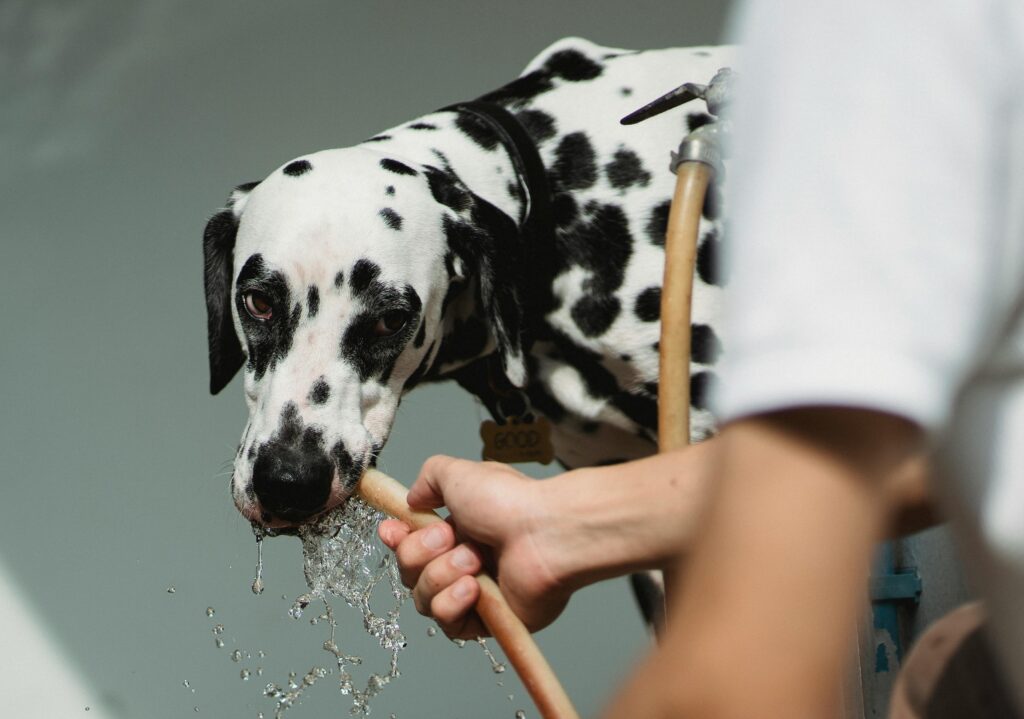 Puppy Not Drinking Water