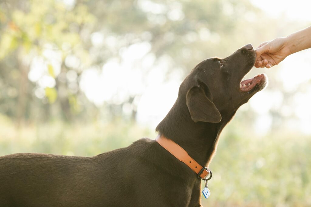 Best Times to Feed Your Puppy for Steady Growth