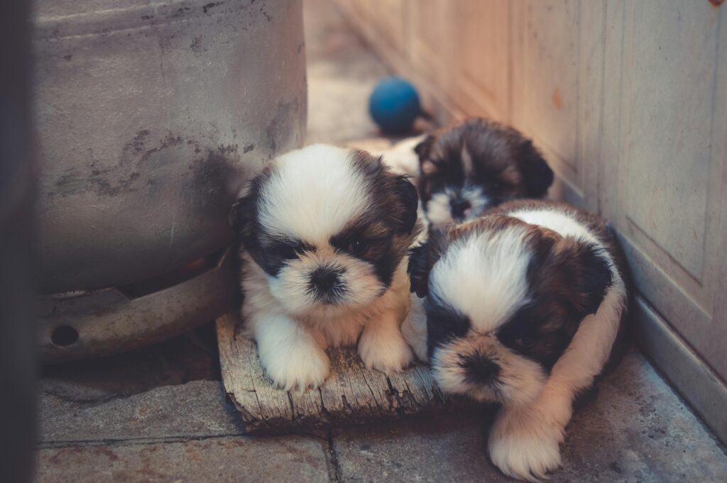 Do Puppies Get Allergies