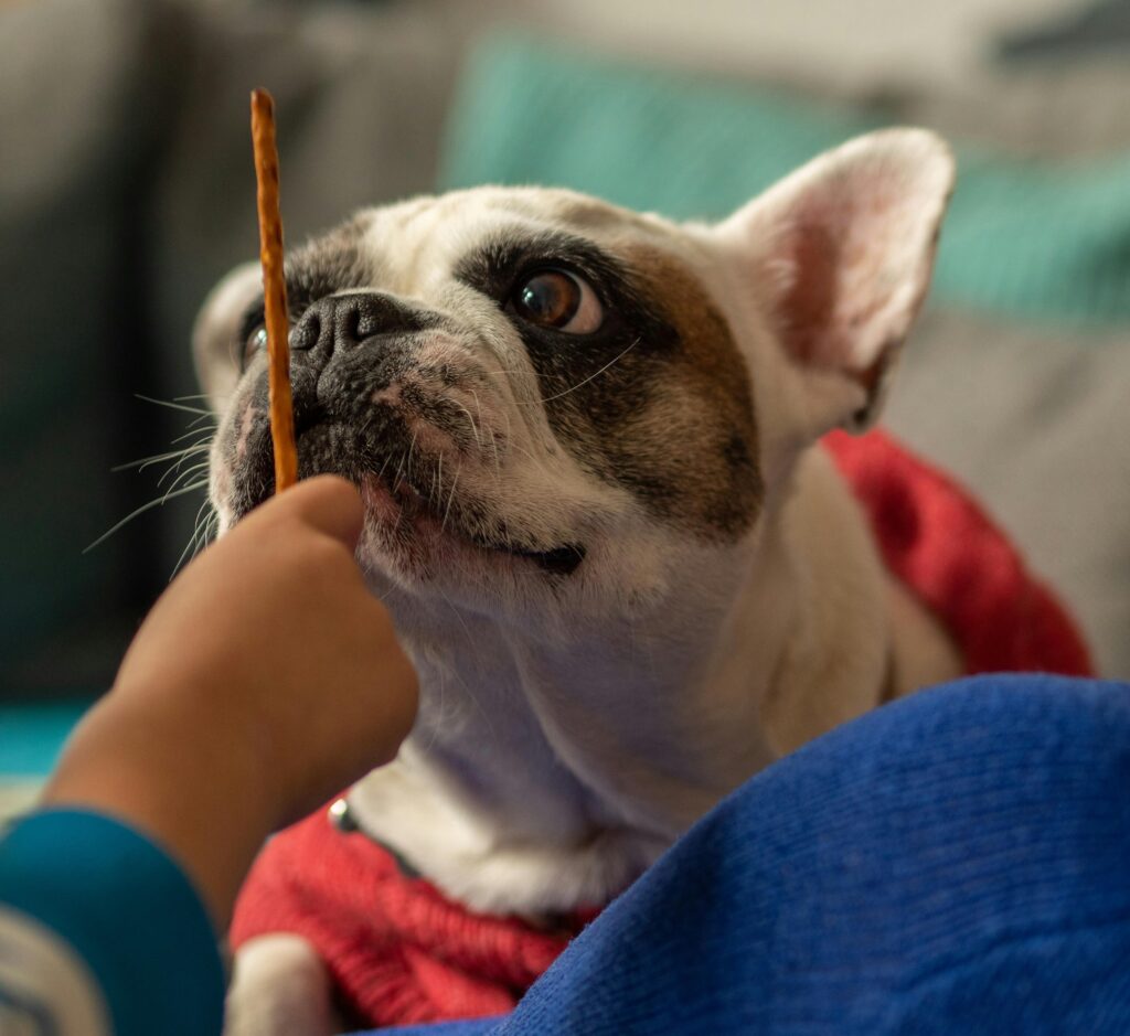 Where to Buy Organic Puppy Treats in Fort Worth