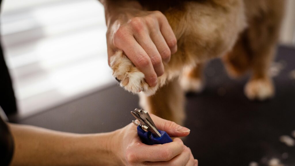 Best Puppy Nail Clippers Recommended by Vets in 2025