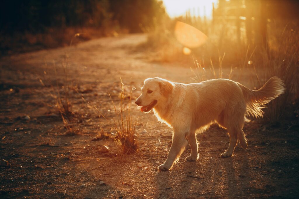 What Makes a Dog Breeder Ethical